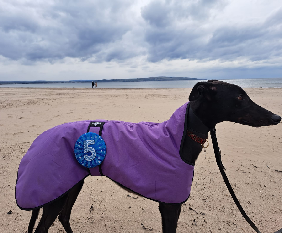 Buddies on the Beach – Visiting Troon With Dogs
