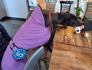 Lewis the greyhound stands on a table and licks a puppaccino.