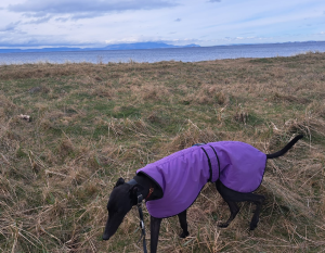 Lewis the greyhound walking on Barassie Beach. The Isle of Arran is visible in the background.