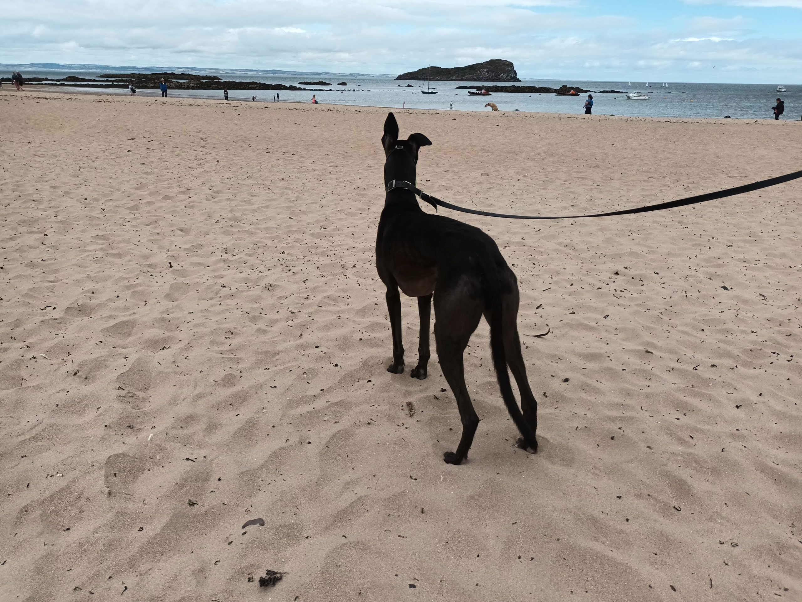 Sighthounds at the Seaside – Visiting North Berwick With Dogs