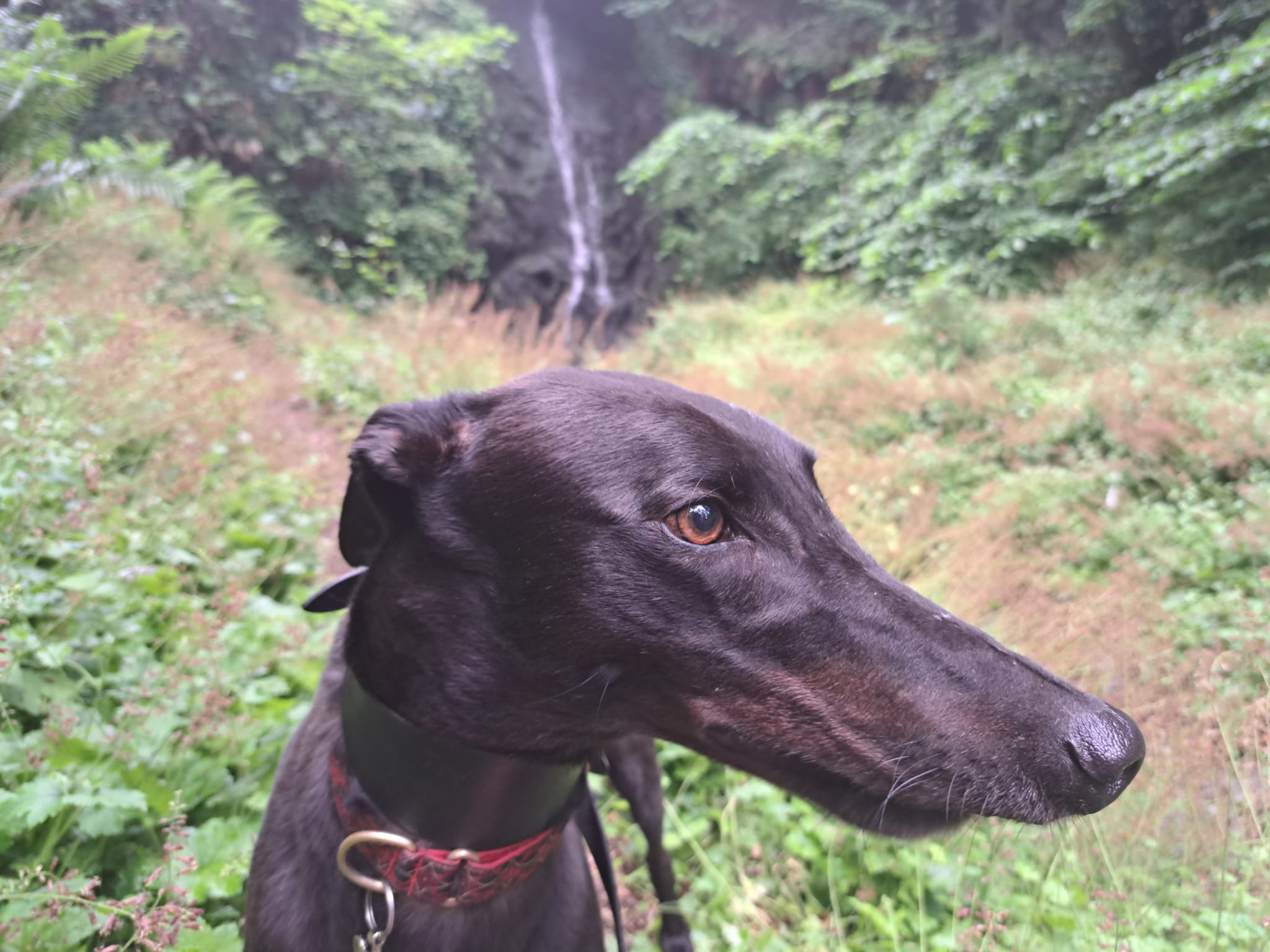 A Wonderful Waterfall – Visiting Bridge of Weir With Dogs